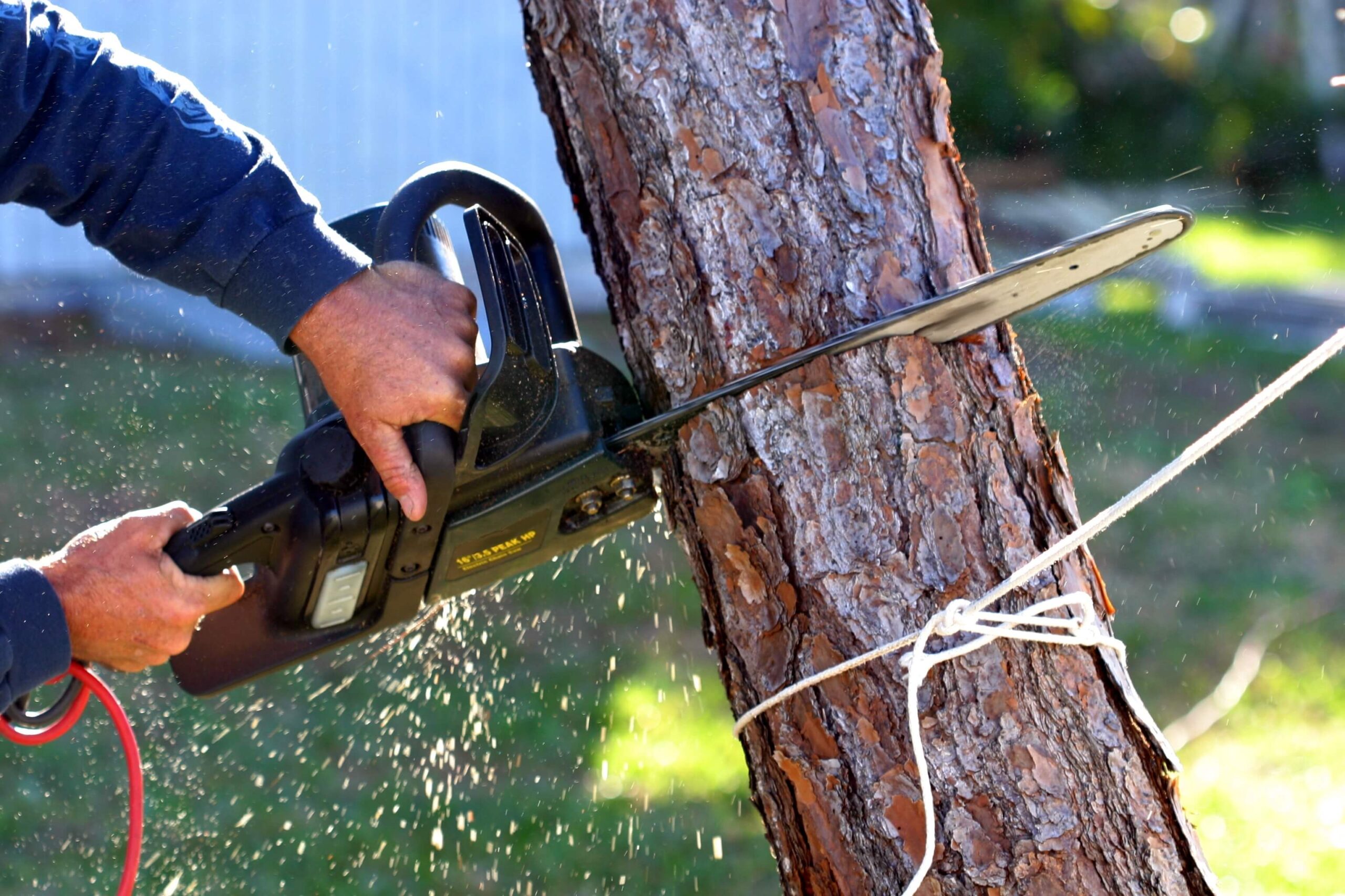 Tree Sanding Repair Services